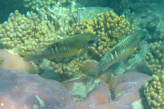 Scolopsis margaritifera