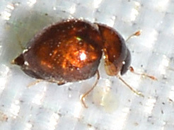 Clambinae