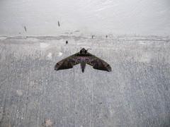 Adhemarius sexoculata