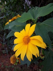 Tithonia diversifolia