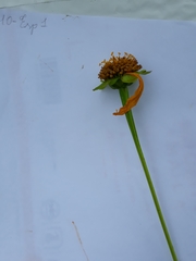 Tithonia diversifolia