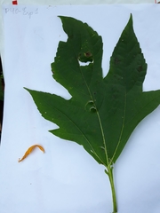Tithonia diversifolia