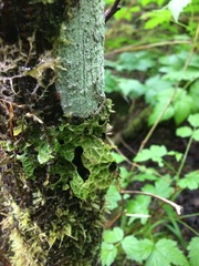 Lobaria pulmonaria