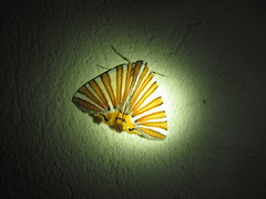 Pityeja histrionaria