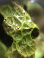 Lobaria pulmonaria