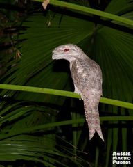Papuan Frogmouth photo 4