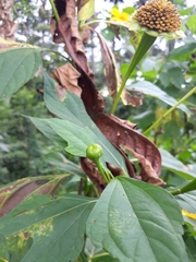 Tithonia diversifolia