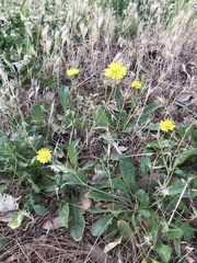 Crepis bursifolia