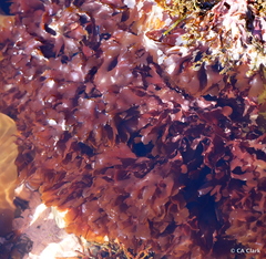 Cryptopleureae