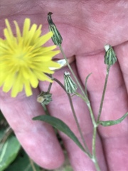 Crepis bursifolia