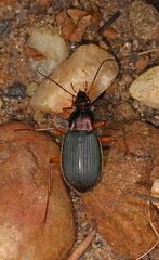 Chlaenius aestivus