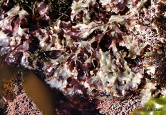Cryptopleureae