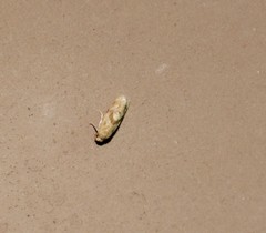 Cochylis caulocatax