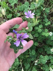 Malva sylvestris