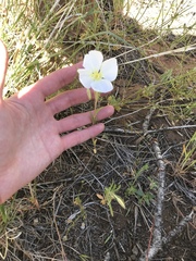 Oenothera coronopifolia