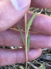 Oenothera coronopifolia
