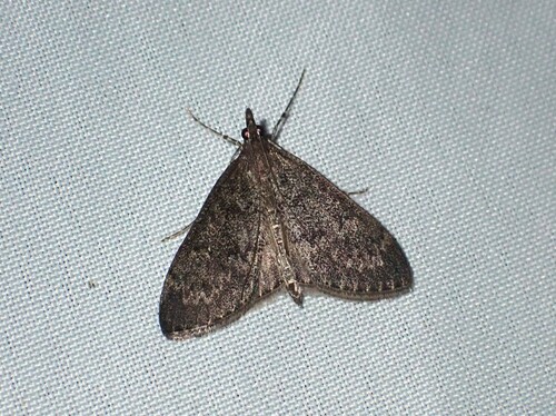 Dusky Saucrobotys Moth photo 4