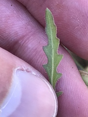 Oenothera coronopifolia