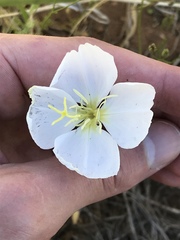 Oenothera coronopifolia