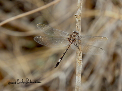 Brechmorhoga praecox
