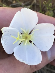 Oenothera coronopifolia