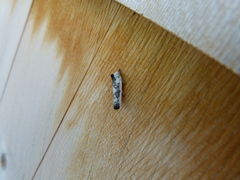 Antaeotricha