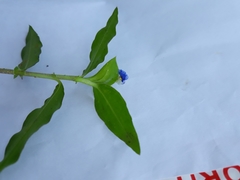 Commelina erecta