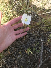 Oenothera coronopifolia