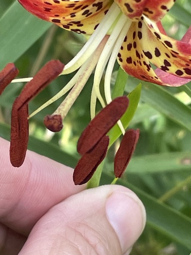 Image of Lilium pyrophilum by no rights reserved