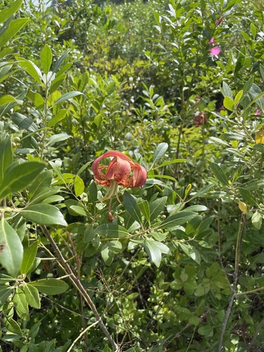 Image of Lilium pyrophilum by no rights reserved