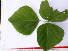 Neustanthus phaseoloides