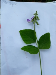 Neustanthus phaseoloides