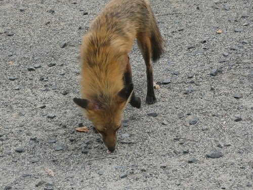 Red Fox photographed in New Jersey
