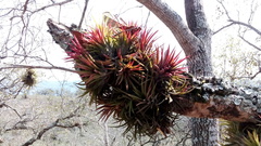 Tillandsia ionantha