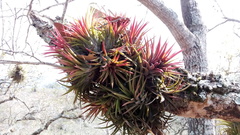 Tillandsia ionantha