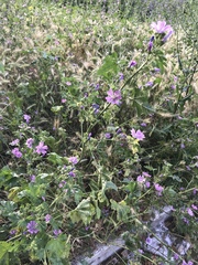 Malva sylvestris