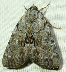 Catocala sordida
