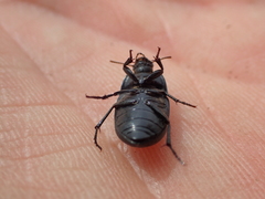 Coniontis ovalis