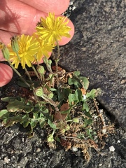 Crepis bursifolia