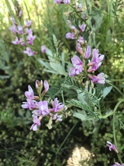 Astragalus flexuosus