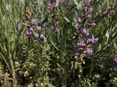 Astragalus flexuosus