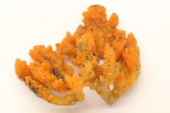 Clathria