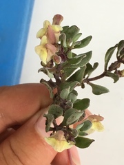Scutellaria nana