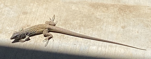 iNaturalist observation photo of Western Whiptail