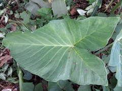 Araceae