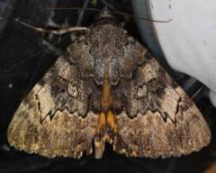 Catocala desdemona
