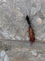 Ampulicini