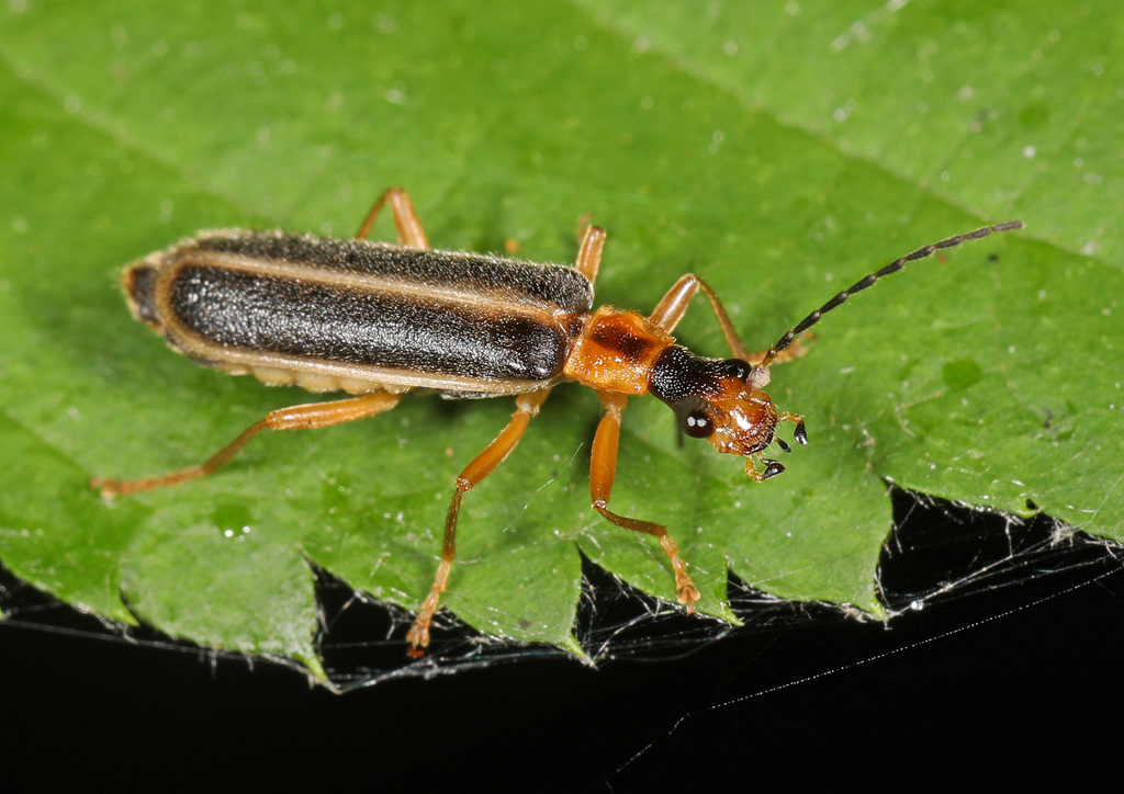 Podabrus brunnicollis