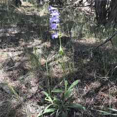Penstemon subglaber