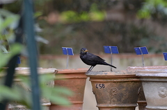 Turdus merula